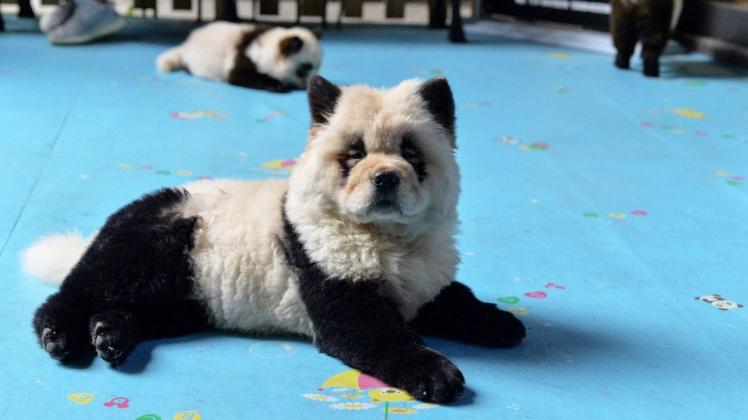 Ein zu einem Panda umgefärbter  Chow-Chow. Foto: afp/str
