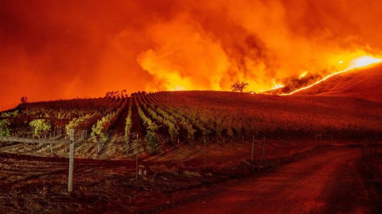 Die Flammen fressen sich über die Weinberge. Foto: AFP/Josh Edelson