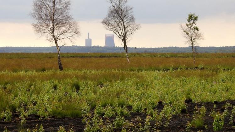 Der Birkenaufwuchs im Naturschutzgebiet Tinner Dose überwuchert bereits die ehemaligen Moorgebiete. 