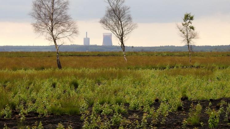 Der Birkenaufwuchs im Naturschutzgebiet Tinner Dose überwuchert bereits die ehemaligen Moorgebiete. Der Birkenaufwuchs im Naturschutzgebiet Tinner Dose überwuchert bereits die ehemaligen Moorgebiete.