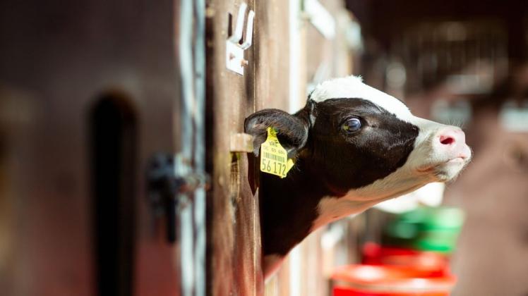 Ein Kalb auf einem Bauernhof. Foto: dpa/Mohssen Assanimoghaddam