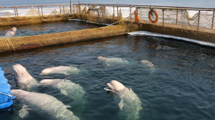 Auf engstem Raum waren die Tiere zusammengepfercht. Foto: dpa/Vyacheslav Kozlov