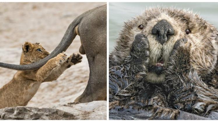 Wer macht das Rennen? Ein mutiger Löwe oder ein bestürzter Otter?  Foto: Comedy Wildlife Award/Sarah Skinner/Harry Walker