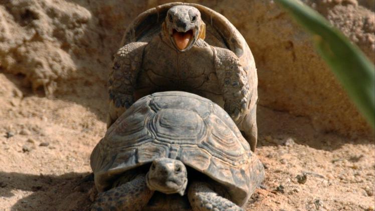 Das Sexleben der Tiere: Nicht nur bei den Schildkröten geht es wild zur Sache. Wählen Sie in unserem Ranking den König des Sex in der Tierwelt.