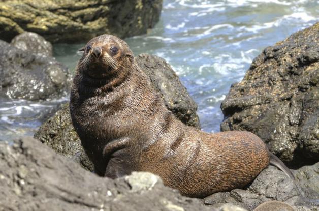 Gruppensex Bis Stachel Penis Das Lieben Tiere Bei Der Paarung Nnn