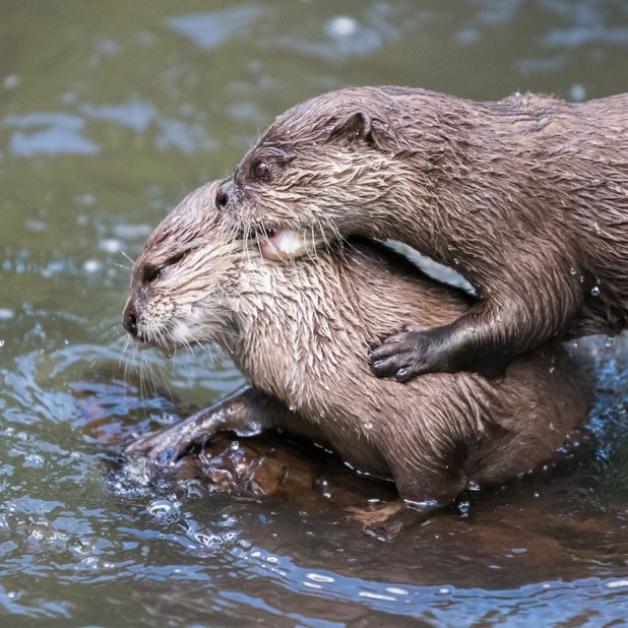 Gruppensex Bis Stachel Penis Das Lieben Tiere Bei Der Paarung Svz