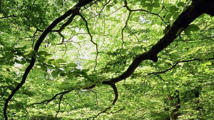 Der Wald in Deutschland ist vielerorts gestresst und leidet unter den Folgen von Trockenheit. 