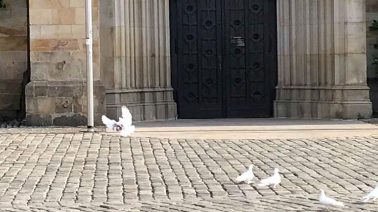 Die weißen Tauben ruhen sich vor der Osnabrücker Marienkirche aus. 