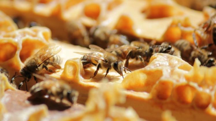 Die Bienen von Johannes Dühnen reisen quer durch Deutschland. 