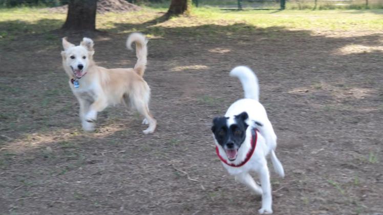Ein Paradies für Hunde: Auf der Freilauffläche im Volkspark Bokel können sich Vierbeiner so richtig austoben. Foto: Luisa Reitemeyer