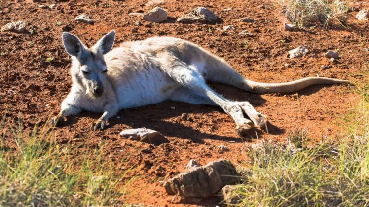 Dieser Wallaru ruht sich in der australischen Hitze aus. Kängurus können nicht schwitzen, behelfen sich aber anders.