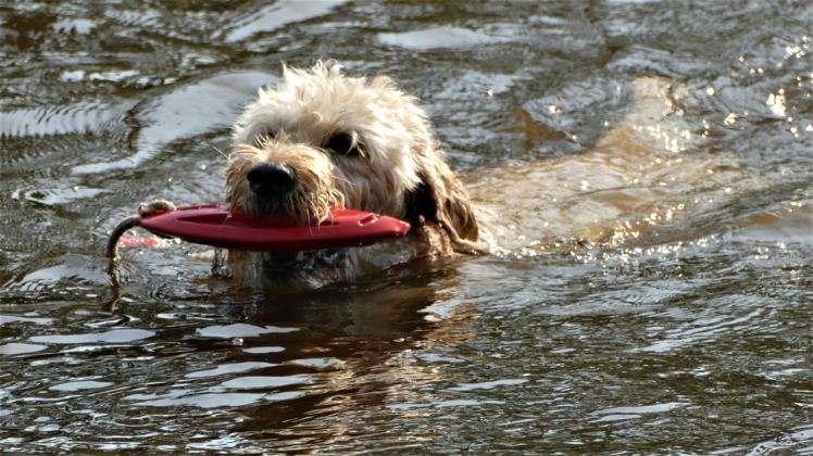 41,5 Grad - das sind für Fine, dem Goldendoodle genau die richtigen Hundstage. Rein in den Kanal, apportieren, und das immer und immer wieder.
Foto: Johannes Franke
