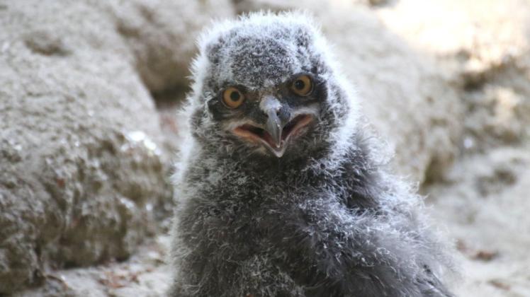 Fragender Blick: Noch tragen die Schnee-Eulen-Küken im Zoo Osnabrück ihr graues Dunengefieder. 