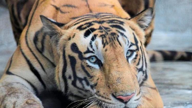 Ein Königstiger ruht in seinem Gehege in einem Zoo in Kolkata. Die Tigerpopulation Indiens ist auf fast 3000 gestiegen. 