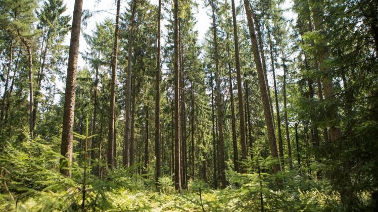 Noch stehen im Teutoburger Wald bei Bad Iburg größtenteils Nadelbäume. Mehr Laubbäume sollen den Wald zukünftig kühlen und für mehr Feuchtigkeit sorgen. Foto: Swaantje Hehmann