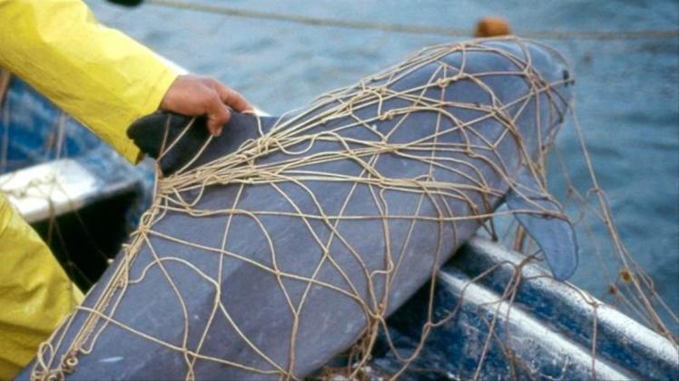 Ein Kalifornischer Schweinswal hängt im Netz eines Fischers. Die Vaquitas sind akut vom Aussterben bedroht. 