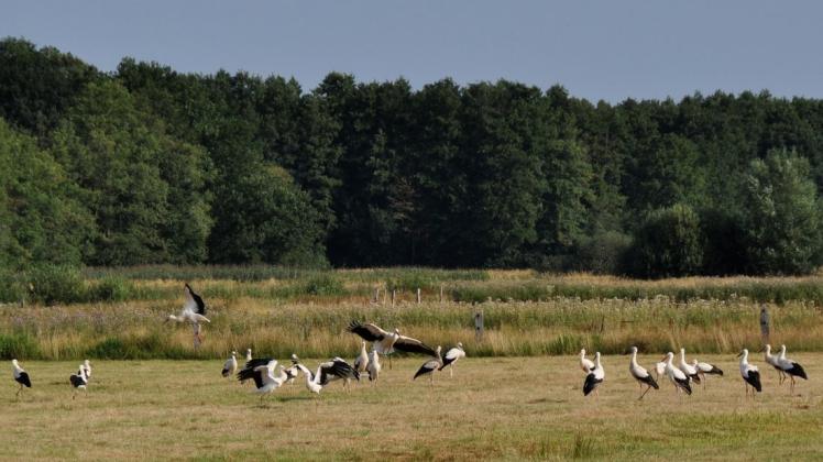 Kurze Lagebesprechung am Vormittag? Diese 25 Störche wurden im Ochsenmoor gesichtet... 