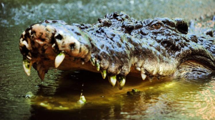 Hat ein Krokodil in Australien vor Jahrzehnten einen Menschen gefressen? Nach dem Tod geben Metallplatten Hinweise auf einen grausamen Angriff. Foto: dpa/Brian Cassey/AAP/epa