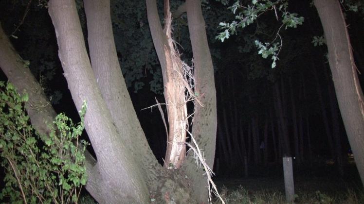 In Kettenkamp schlug  ein Blitz in diesen Baum ein. Über eine Telefonleitung übertrug er sich in zwei Häuser und einen Schweinestall. Foto: NWM-TV