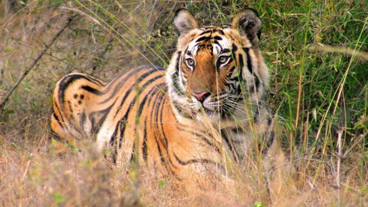 Die Tigerpopulation Indiens steigt wieder an. Foto: dpa/India Tourism