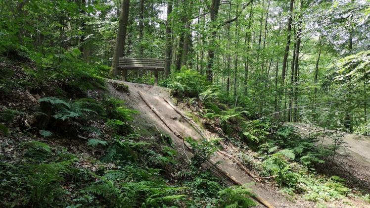 Auf dem Premium-Weg im Wald südlich von Mettingen geht es auf und ab. Foto: Stella Essmann