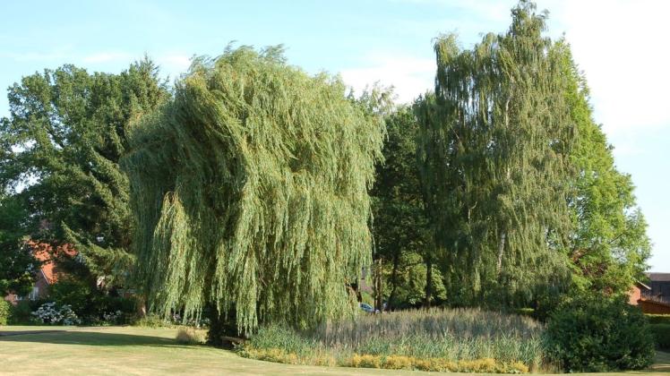 Die Trauerweide und der Teich im Garten von Marlies Hedemann am Buschbach ist für viele Alfhausener ein vertrautes Bild. Foto: Margarete Hartbecke