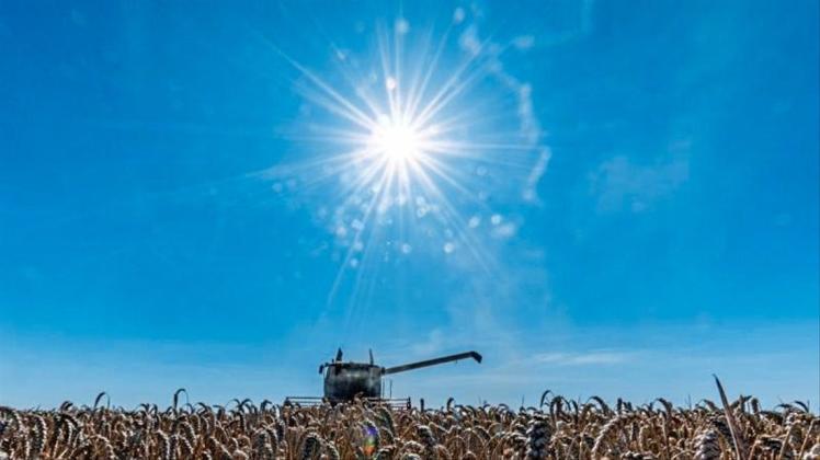 Wegen der Hitzewellen der vergangenen Wochen rechnet der Bauernverband (DBV) für dieses Jahr mit einer deutlich schlechteren Getreideernte als bislang. 