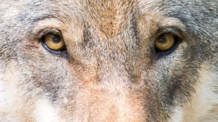 Im Emsland steigt die Zahl der hier lebenden Wölfe an. Foto: Tobias Böckermann