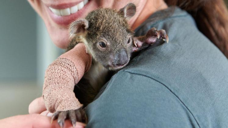 Der Baby-Koala auf der Schulter von Tierpflegerin Jess Rice. Foto: dpa/Zoos Victoria