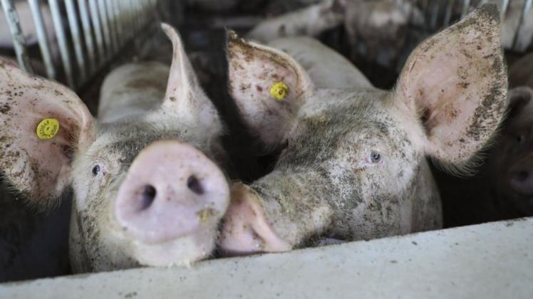 Schweine in einem sogenannten Offenfrontstall. 