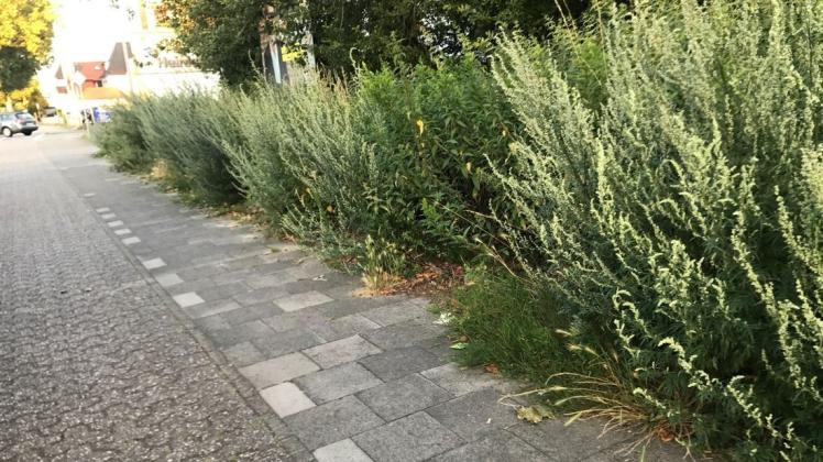 Wild wucherndes Grün an der Bremer Straße in Delmenhorst. Foto: Michael Korn Wild wucherndes Grün an der Bremer Straße in Delmenhorst. Foto: Michael Korn
