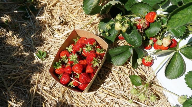 Nicht abgepackt aus dem Supermarkt, sondern selbstgepflückt allein, mit Freunden oder der Familie schmecken die Erdbeeren am besten. Foto: Franziska Specker