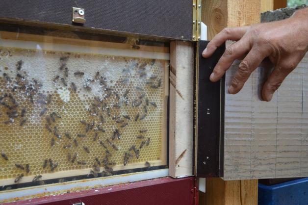 Die ersten Bewohner des neuen Bienen- und Insektenhauses sind schon eingezogen. Foto: Simone Grawe