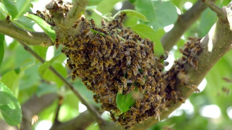 Hunderte Bienen attackierten einen Spaziergänger in Frankreich. 