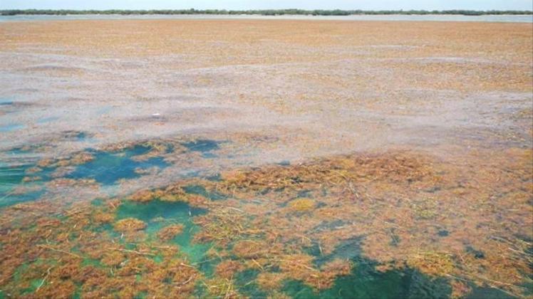 Algen bedecken das Meer am Strand der Inselkette Florida Keys. US-Forscher haben im Atlantik den weltweit größten Algenteppich vermessen. 