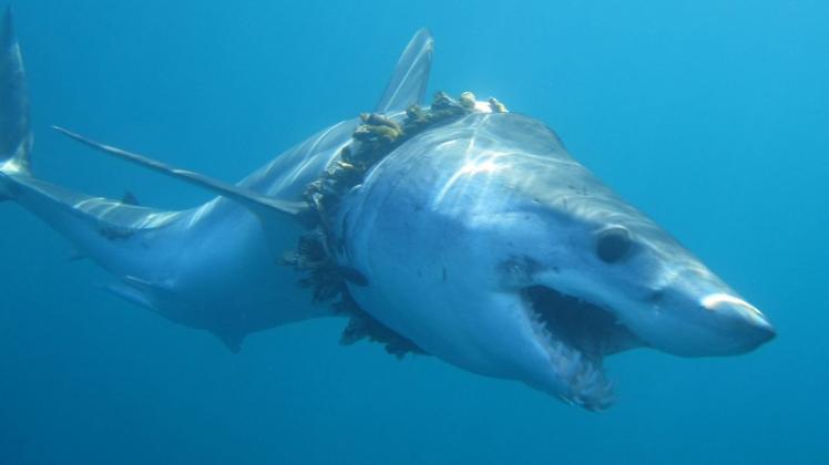 Mindestens Hunderte von Haien und Rochen haben sich in den Weltmeeren in Plastikmüll verheddert. Foto: dpa/Daniel Cartamil/University of Exeter