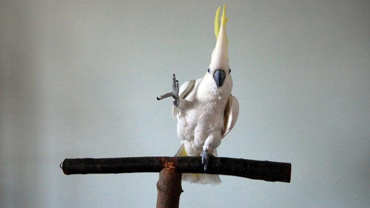 Der auf Youtube berühmt gewordene Kakadu "Snowball" beweist mit seinen lässigen Tanzbewegungen eine für Tiere außergewöhnliche Spontaneität. Foto: dpa/Irena Schulz/Bird Lovers Only