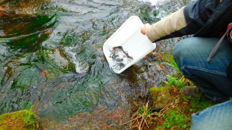 Fische aus der Ochtum werden aktuell auf Schadstoffe untersucht. Vom Verzehr von Aalen – hier werden gerade Jungtiere in ein Gewässer eingesetzt – aus der Weser und anderen niedersächsischen Flüssen raten Fachleute schon seit 2011 ab. Symbolfoto: Leon Komesker
