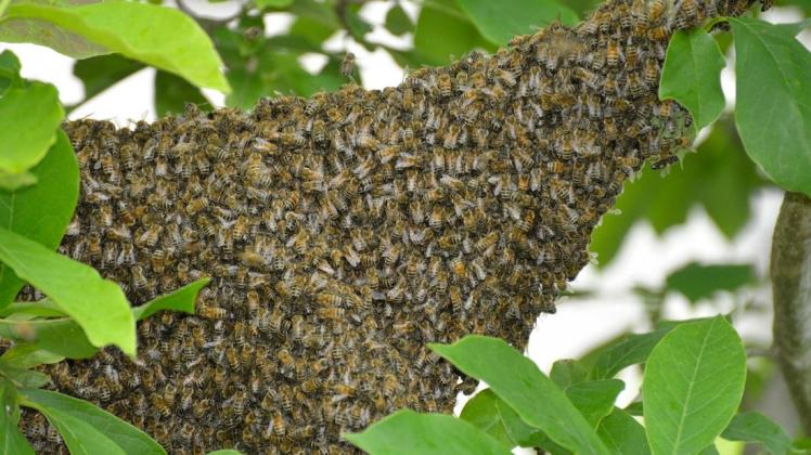 Ein seltenes Naturphänomen: In der Eggermühlener Buchenallee machte ein Bienenschwarm  Rast auf seiner Auswanderung. Foto: Georg Geers