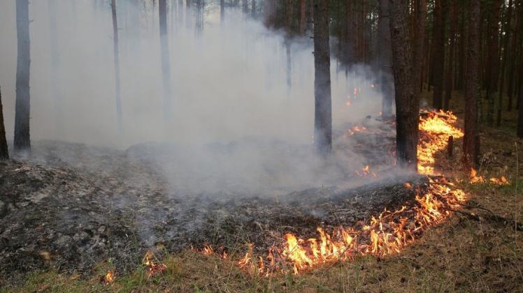 Beim Waldbrand in Mecklenburg-Vorpommern sorgte alte Munition für Gefahr. Foto: Bodo Marks/dpa