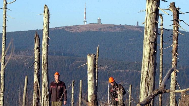 Der Wurmberg im Harz hatte schon 2017 mit abgestorbenen Bäumen zu tun. 