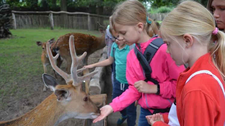 Die Ferienpasskinder aus Geeste durften die Tiere im Tierpark Nordhorn mit der Hand füttern. 