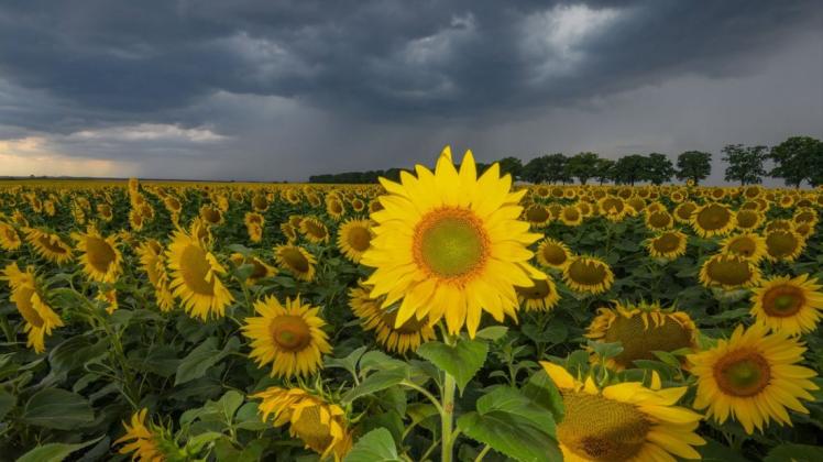 Gewitterwolken ziehen am Freitag über die Landschaft mit einem Sonnenblumenfeld im Landkreis Oder-Spree. Foto: dpa/Patrick Pleul