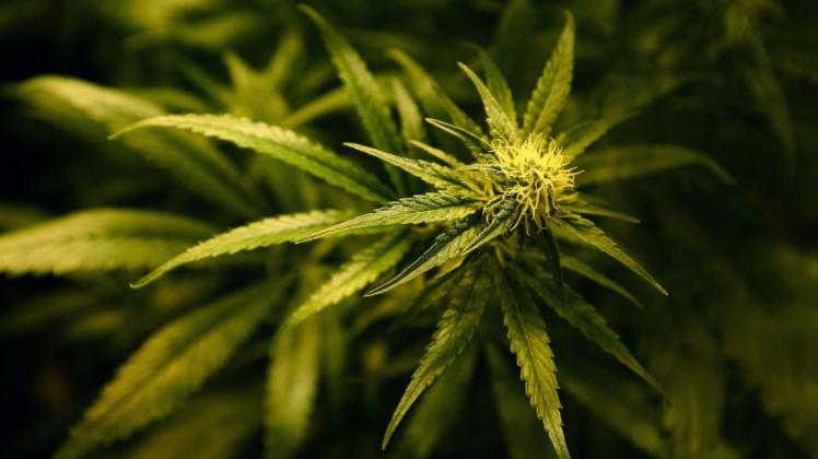 Die Polizei hat eine Cannabisplantage im Ganderkeseer Ortskern ausgehoben. Symbolfoto: dpa