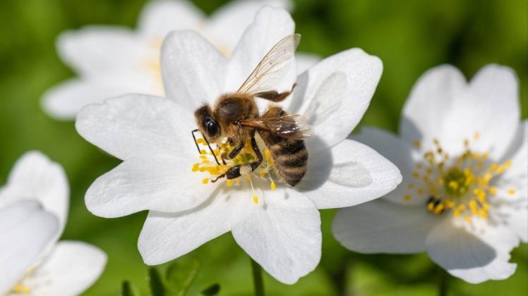 Bienen brauchen den Nektar und Pollen als Nahrung. 