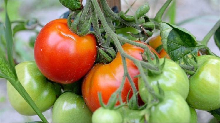 Bespielt man Tomaten mit Musik von „Simply Red“, gedeihen sie besser, sagen Wissenschaftler. Symbolfoto: Andrea Warnecke/dpa-tmn