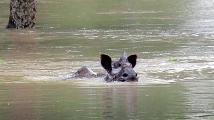 Ein indisches Einhorn-Nashorn schwimmt durch den nach dem Monsun überfluteten Kaziranga-Nationalpark in Assam. 