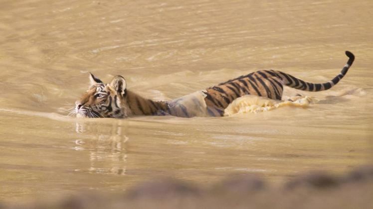 Ein Tiger ist vor den Monsun-Überschwemmungen in ein Haus geflüchtet. Symbolfoto: dpa/imago images / Nature Picture Library