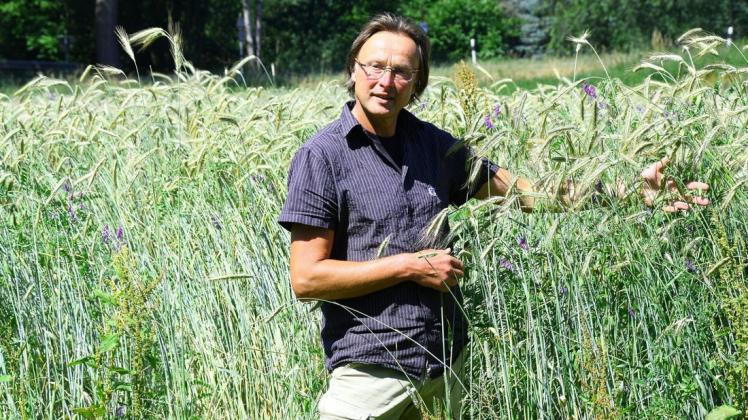 In Kürze kann Günter Hugenberg den stickstoffreichen Wickroggen ernten. Foto: Alexandra Lüders