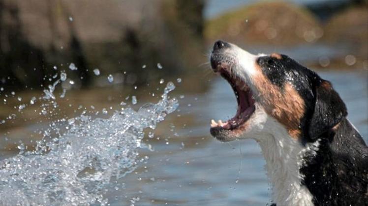 Ein Hund badet bei hochsommerlichen Temperaturen in der Ostsee. 
